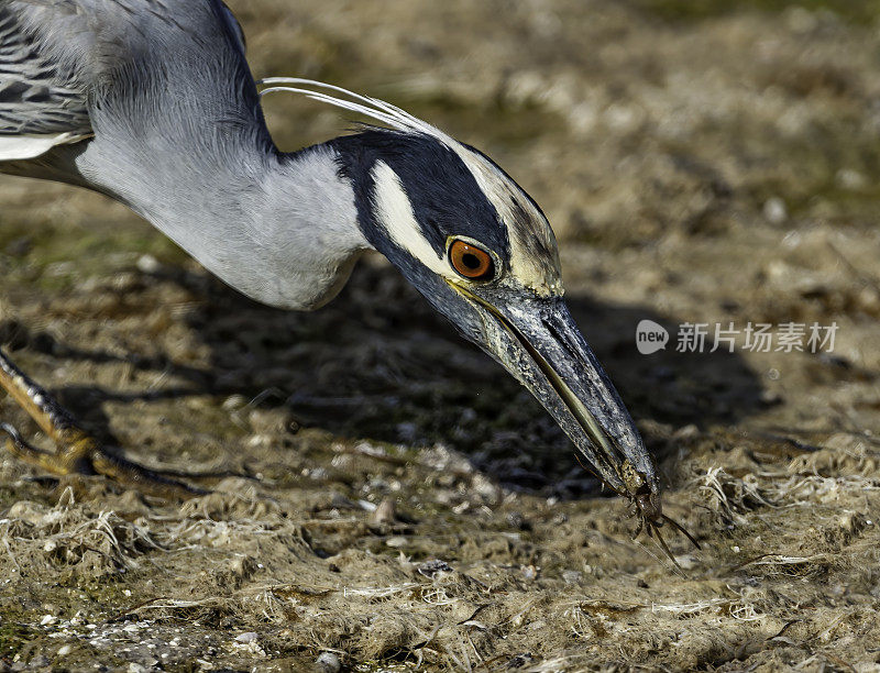 黄冠夜鹭，紫锥菊;Nycticorax violacea;丁达林国家野生动物保护区，萨尼贝尔岛，佛罗里达州